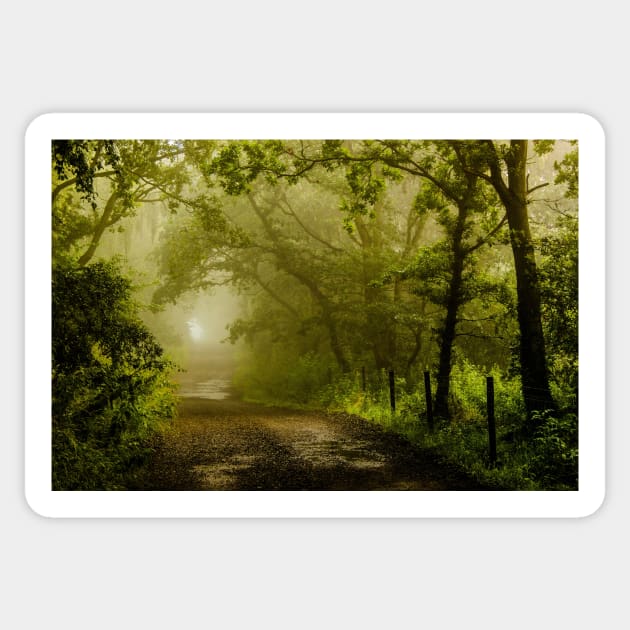 Misty Woodland Lane Sticker by jldunbar